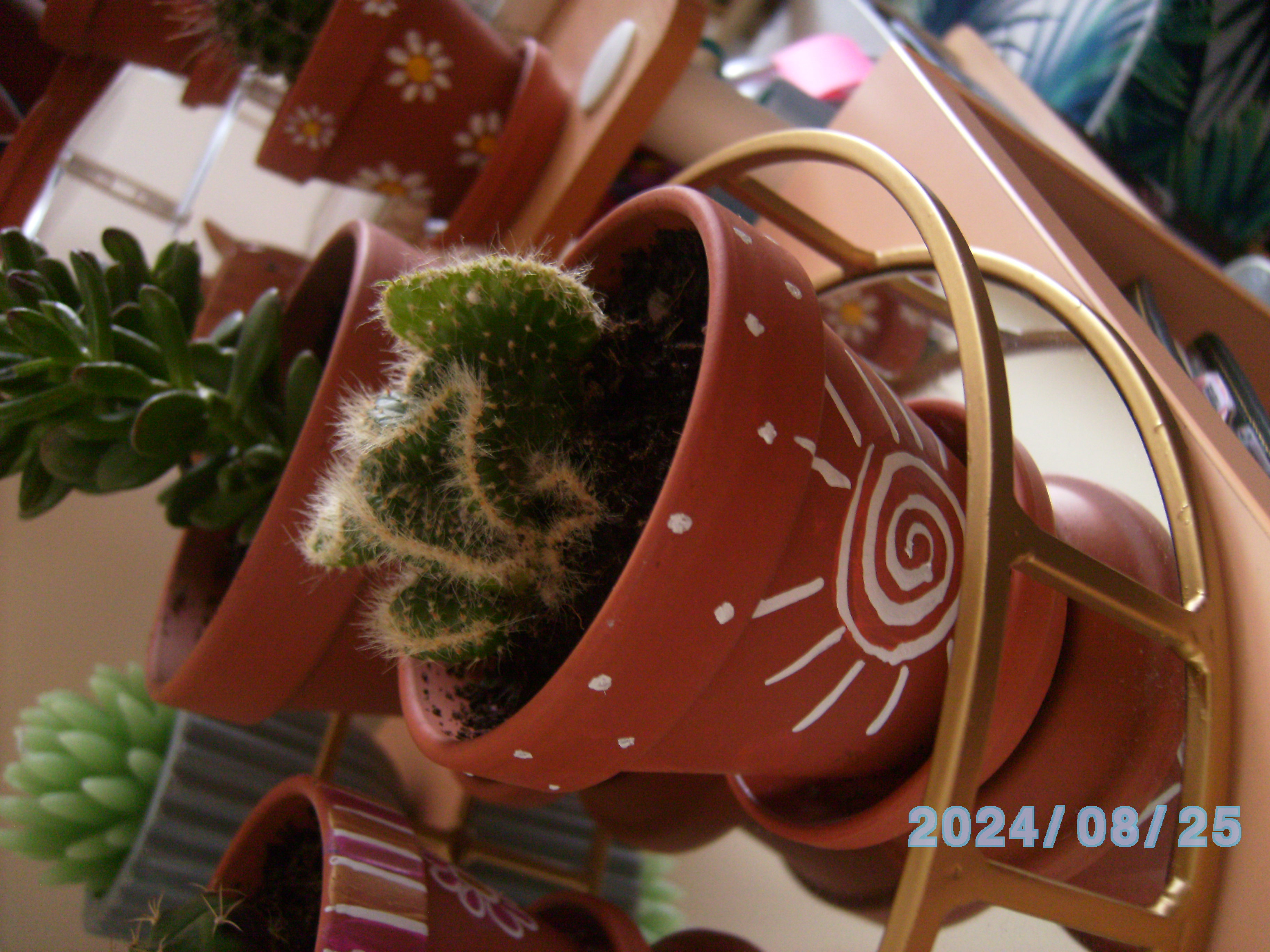 cactus in painted pot